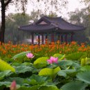 연꽃향기천연염색 이미지