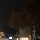 낭만포레 이미지