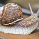 하늘달팽이 이미지