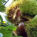 괴산연풍 밤(chestnut)소풍 [20261001] 이미지
