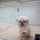 이정훈 강아지 이미지