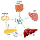 피아트짐 이미지
