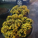 가락공판장 이미지