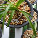 선영2호 이미지