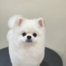 아미고 펫살롱 이미지