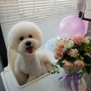 팬더애견샵 이미지