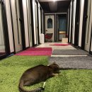 위대한캣츠빌 이미지