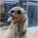 펫엔글라이더 천안점 이미지