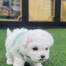 베베멍 강아지고양이분양 시흥본점 이미지