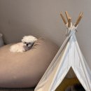 두세네몽 이미지