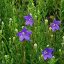 사랑의언덕 이미지