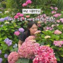 해남 수국 축제 가볼만한곳 포레스트 수목원 시기 입장료 후기