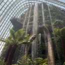 포레스트 | 싱가포르 여행 클라우드 포레스트 후기