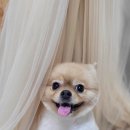 새침하개멍 이미지