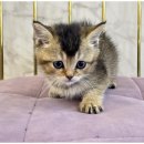 도그마루 천안지점 이미지