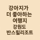 강원도 애견동반풀빌라 찐후기! 우리 댕댕이가 가장 좋아했던 곳
