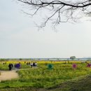 (주)월덱스구포공장 | 부산 대저생태공원 유채꽃 개화 실시간, 주말 주차 정보