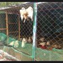 개도사랑펜션 이미지