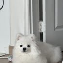 S테크니션 | [동탄S동물의료센터] 강아지 유선종양 진료 후기