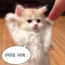 상무냉삼