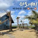 하도세미 | 제주 구좌읍 숙소 동쪽 제주 하도세미 내돈내산 (ft.르세라핌)