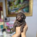 아리랑밸리켄넬 이미지