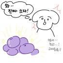 박상현농장 | 예신농원 블루베리 무농약 500g 내돈내산 가격, 후기