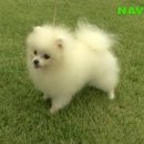 백포 이미지