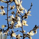 목련초교 이미지