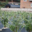 고바우농장 이미지