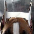 프라이드 켄넬 이미지