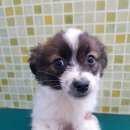 탕정면로 이미지