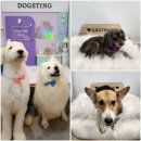 개스팅 | 세류동 애견미용 ✂️ 우리 댕댕이의 예쁨 폭발 변신! ‘개스팅’ 후기