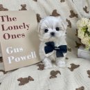 오아이펫 이미지