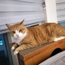 송현초등학교 이미지