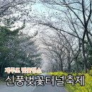 신풍리 | 제주도 벚꽃명소 신풍리 벚꽃터널축제 주차 먹거리 개화상태