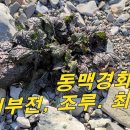 [물냉이 등] 대박 / 동맥경화, 발기부전, 조루에 좋은 약초 이런곳에 자생 / 아직도 모르고 계셨나요? 이미지