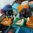 구룡포대게 이미지