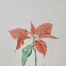 보테니컬아트(색연필그림)(야) | [보태니컬아트 후기] 크리스마스의 붉은 빛 – 포인세티아 그리기