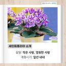 세인트폴리아 이미지
