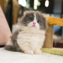 라온캣 잠실고양이분양 이미지