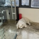 [발레학원후기] 발레플랜비 이경주T(2시간 센터집중반)