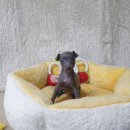 김제강아지 이미지