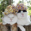 꽃냥이 이미지