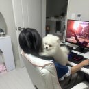 로아스시 이미지