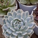 먼로농장 이미지