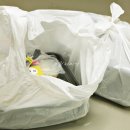 핫도그 브라더스 이미지