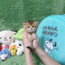 광주강아지분양 고양이분양 펫왕국 이미지