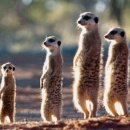 개신나 | 대관령 우(리)정(신나갔어요)여행[대관령자연휴양림, 대관령코스터, 금강숯불닭갈비, 고고횟집]