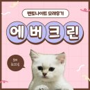 크린에버 | [체험단] 에버크린 고양이모래 사용후기